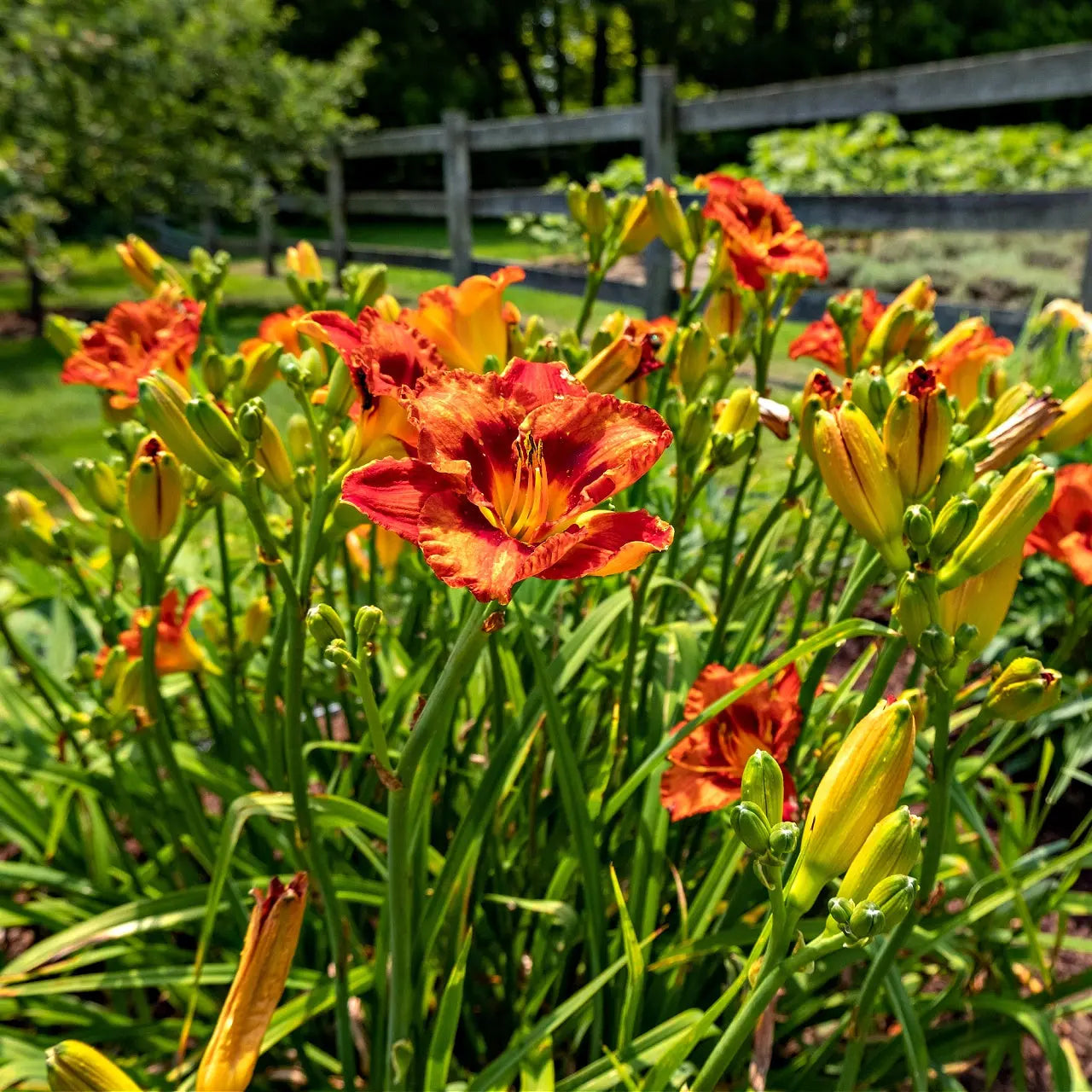 Vibrant orange and yellow Orange Daylily with ruffled petals amid green foliage