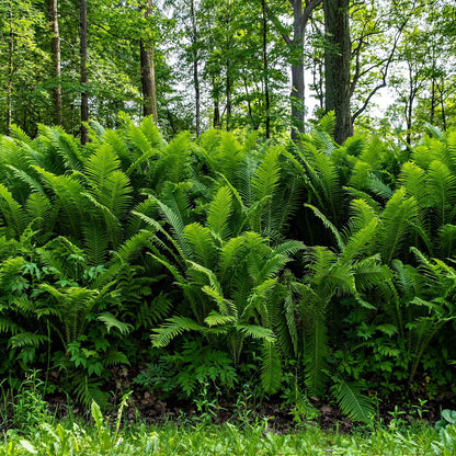 Lush Ostrich Fern with feathery green fronds and dense growth