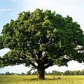 Majestic Overcup Oak tree with lush green foliage in open field