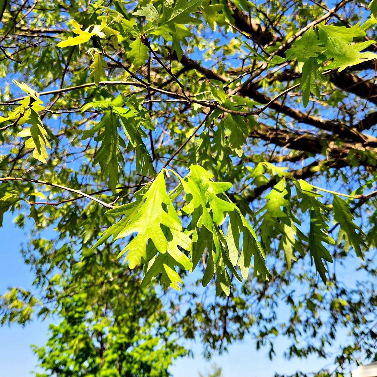 Overcup Oak Trees