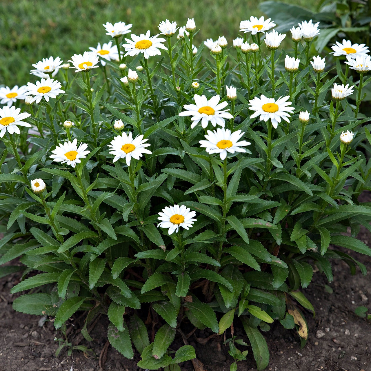 Oxeye Daisy Plants