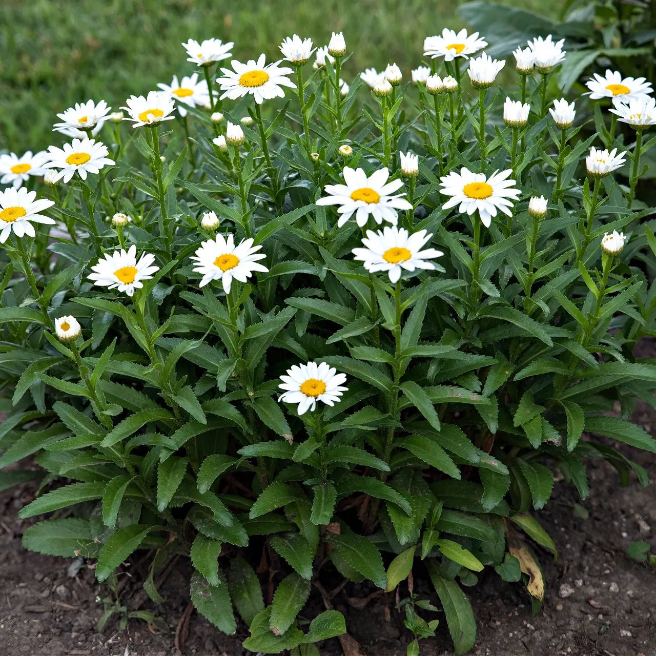 Oxeye daisy plant: lush white flowers with yellow centers in green foliage