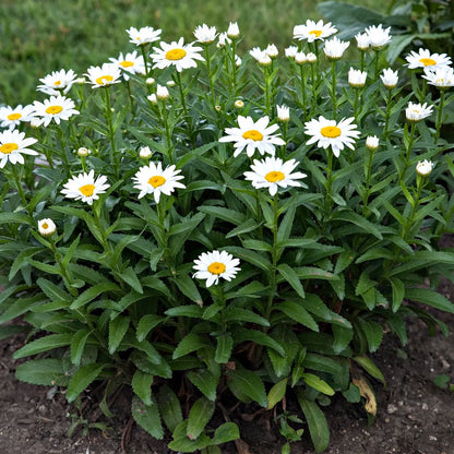 Oxeye daisy plant: lush white flowers with yellow centers in green foliage