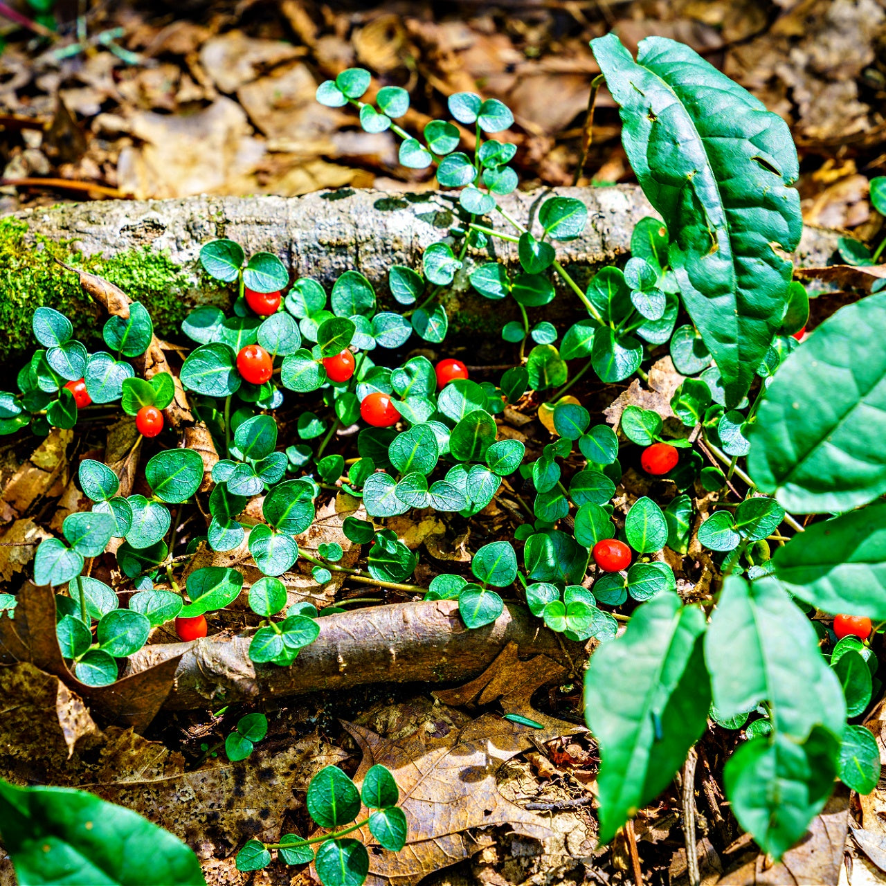 Partridgeberry Plants