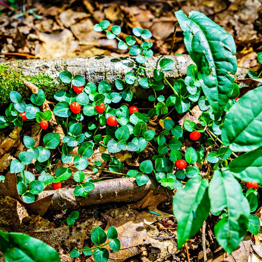 Vibrant red partridgeberries among glossy green leaves on forest floor