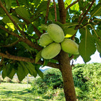 Cluster of green oval persimmons on Paw Paw Tree branch with lush foliage