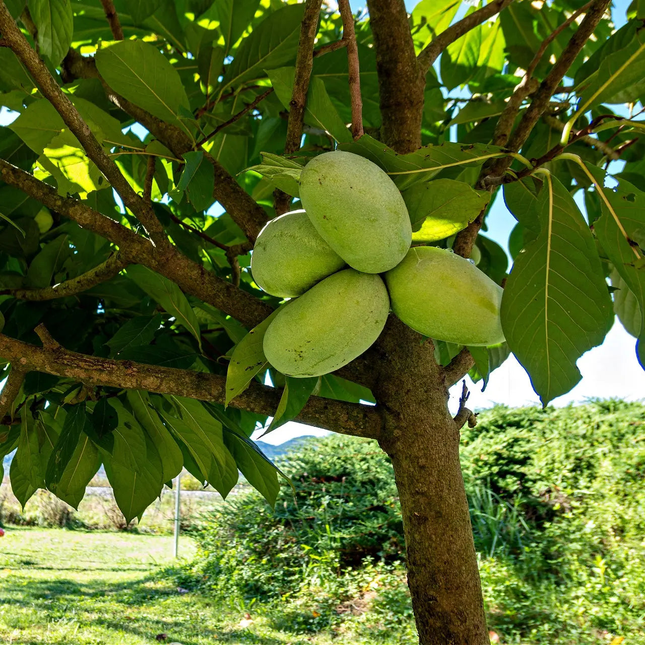 Cluster of green oval persimmons on Paw Paw Tree branch with lush foliage