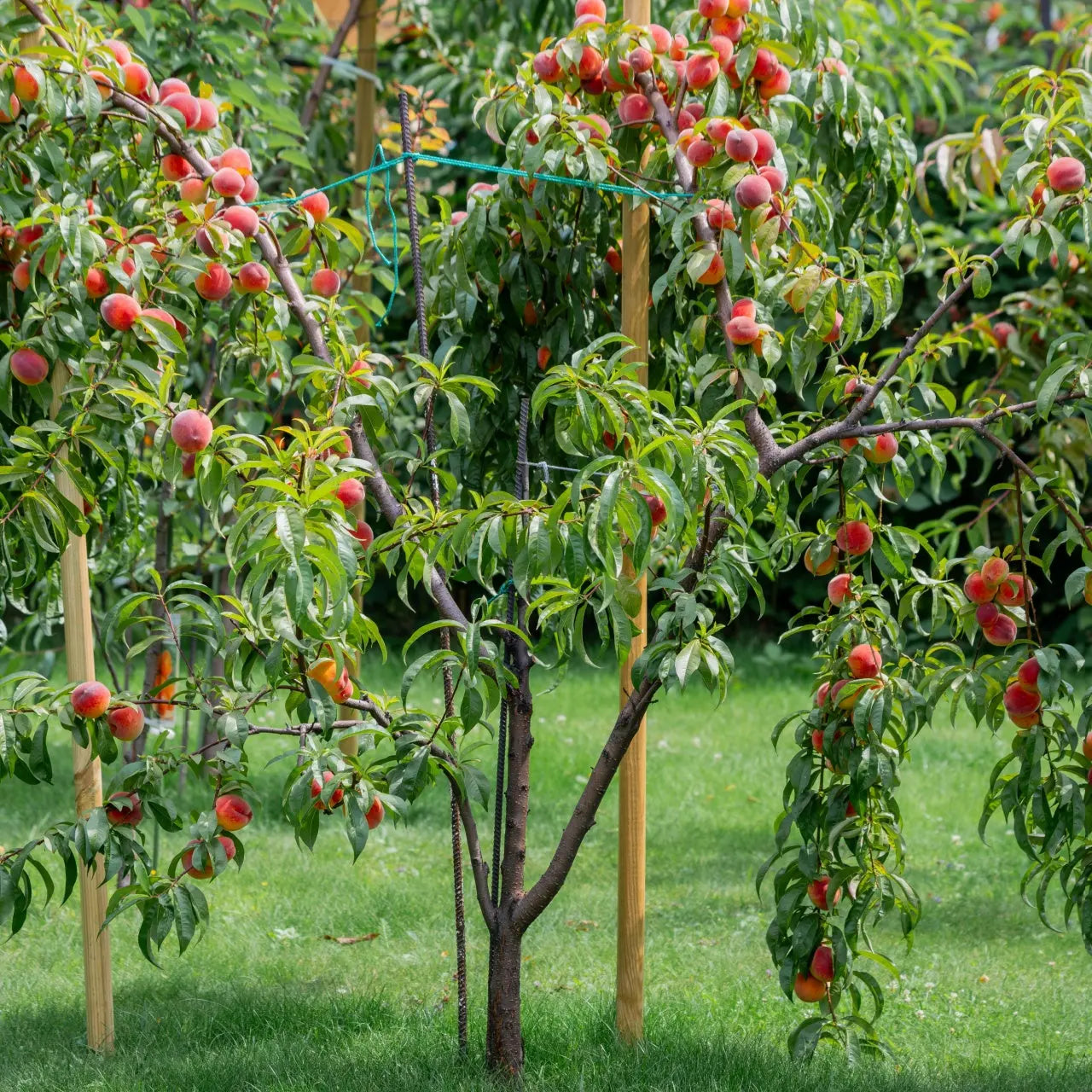Lush Peach Tree product with ripe reddish-orange fruit on vibrant green leaves