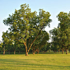 Lush green pecan seedlings with sturdy brown trunks in sunlit grassy field