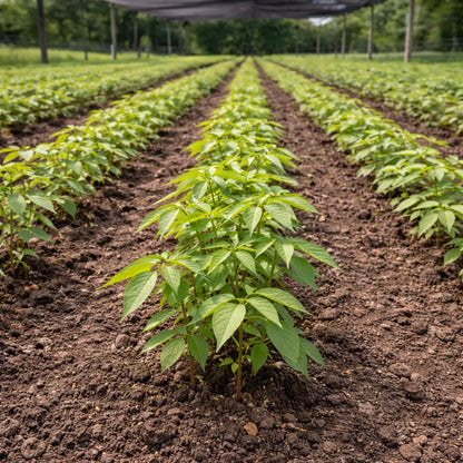 Rows of vibrant green pepper seedlings in rich brown soil field for Pecan Seedlings