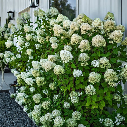 Lush Pee Gee hydrangea bush with dense white flower clusters and green leaves