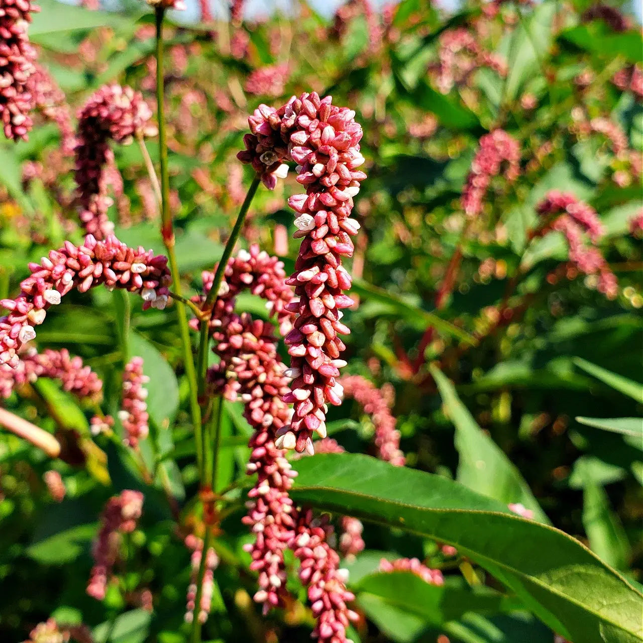 Pennsylvania Smartweed pink and white clustered flowers on green stems