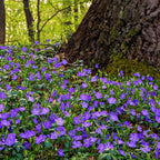 Vibrant periwinkle plant: purple five-petaled flowers at mossy tree base