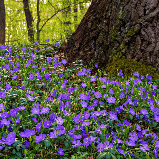 Vibrant periwinkle plant: purple five-petaled flowers at mossy tree base