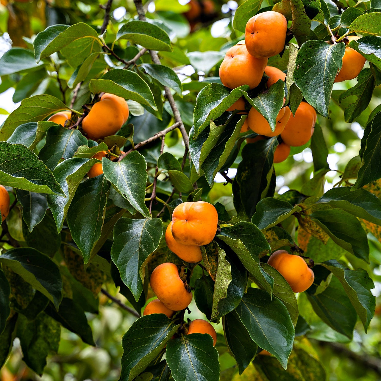 Persimmon Tree