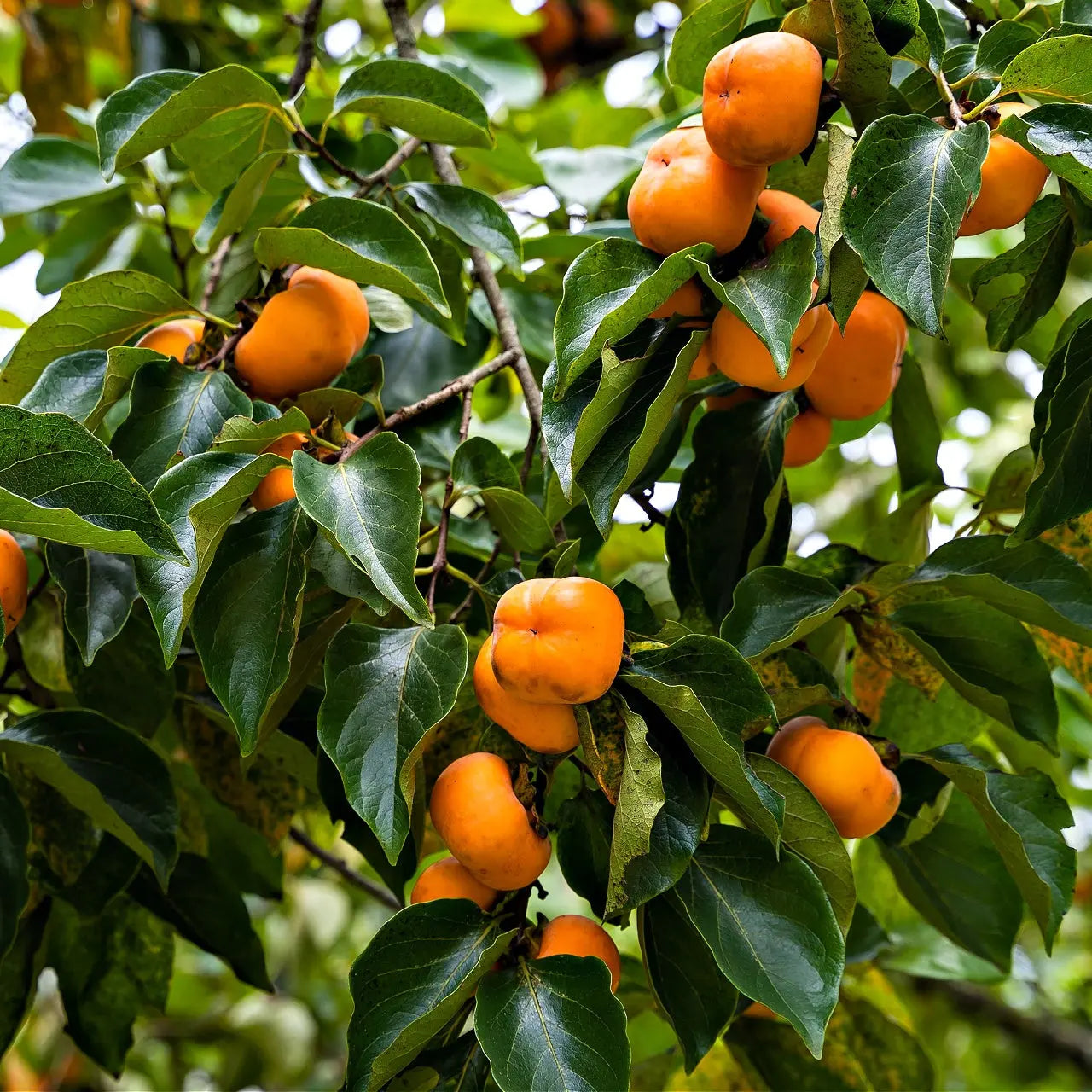 Ripe orange persimmons hanging from tree branch for Persimmon Seedlings