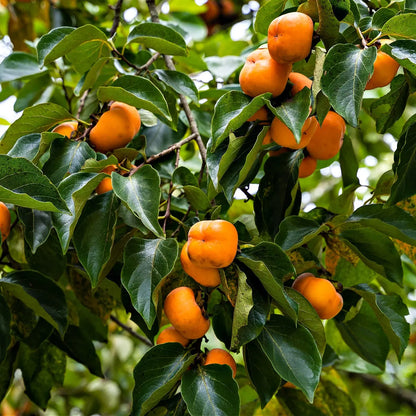 Ripe orange persimmons hanging from tree branch for Persimmon Seedlings