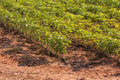 Persimmon seedlings growing in neat rows on reddish-brown soil field with vibrant green pepper plants nearby