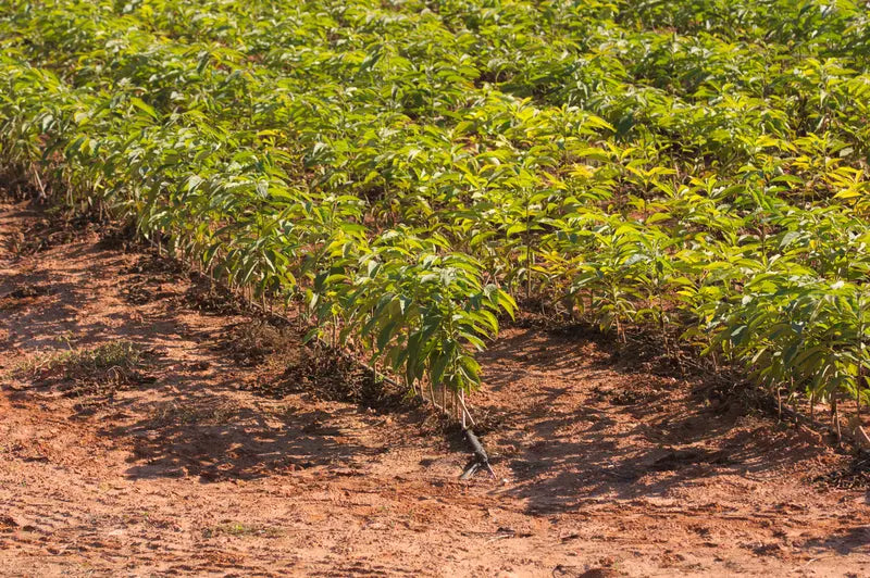 Persimmon seedlings growing in neat rows on reddish-brown soil field with vibrant green pepper plants nearby