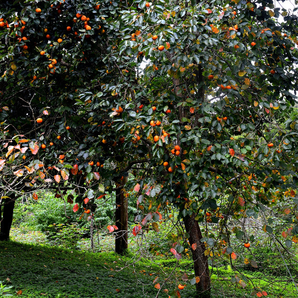 Persimmon Trees