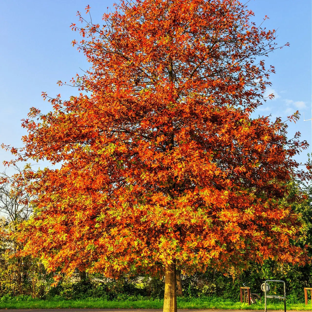 Vibrant Pin Oak tree with orange autumn canopy against blue sky