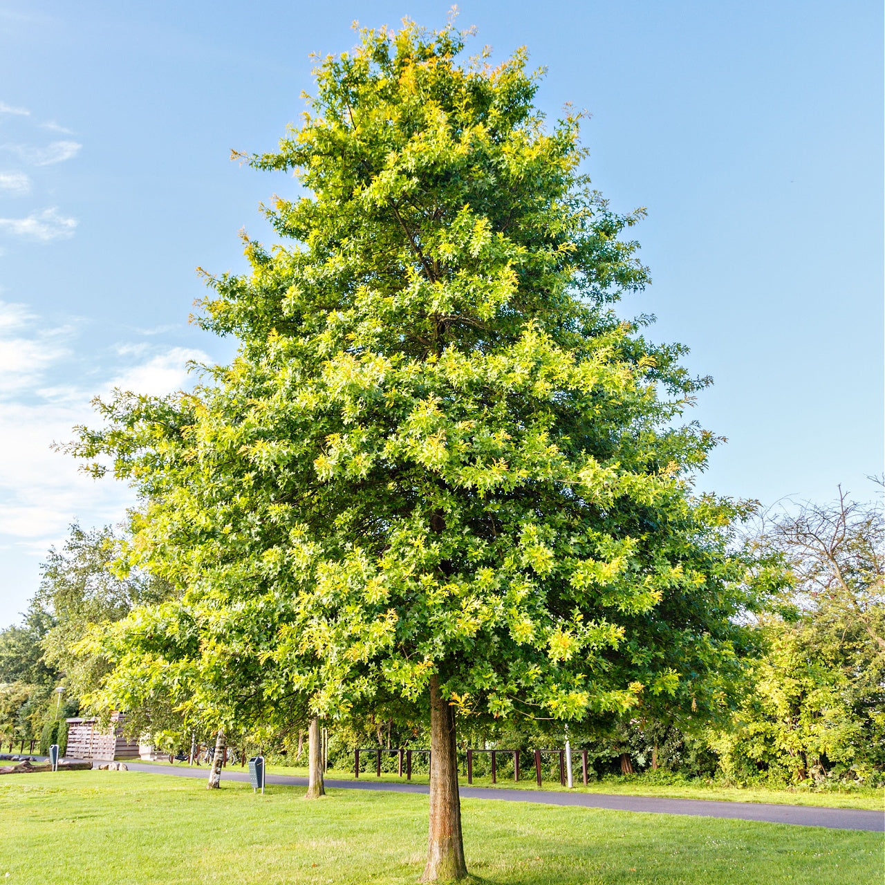 Pin Oak Trees