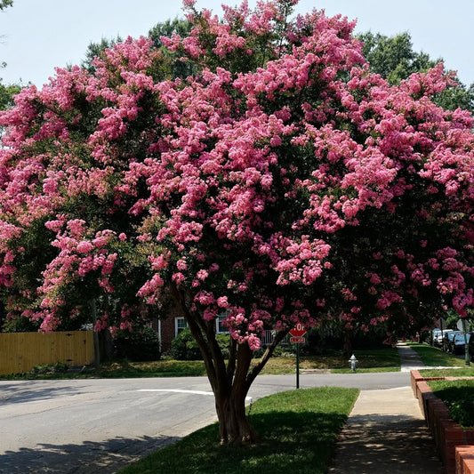 Pink Crepe Myrtle Shrub with lush pink blossoms on green foliage