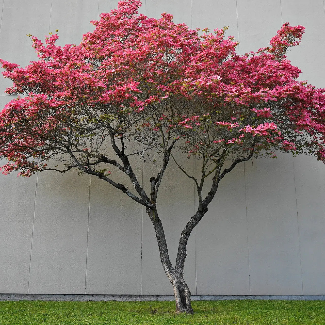 Vibrant pink flowering Pink Dogwood Tree with gnarled dark trunk against gray wall