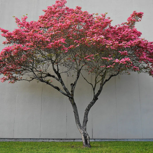 Vibrant pink flowering Pink Dogwood Tree with gnarled dark trunk against gray wall
