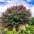Vibrant pink hibiscus shrub with lush green foliage and sturdy trunk