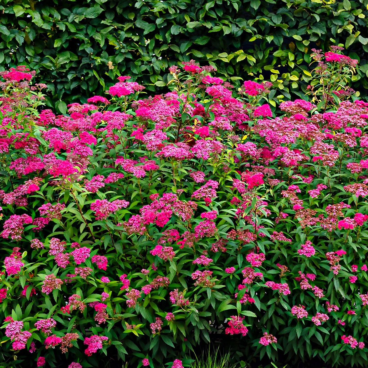 Pink Spirea Shrubs