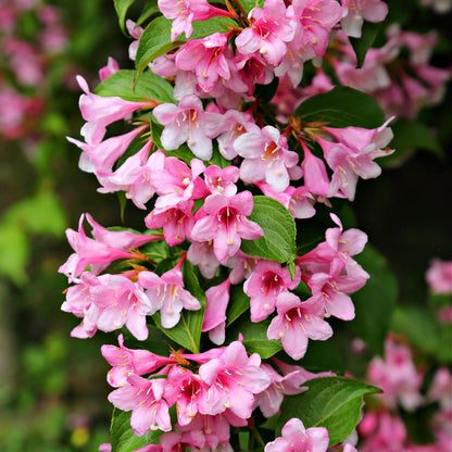 Pink Weigela 