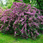 Vibrant Pink Weigela Shrub with lush pink blossoms and green foliage