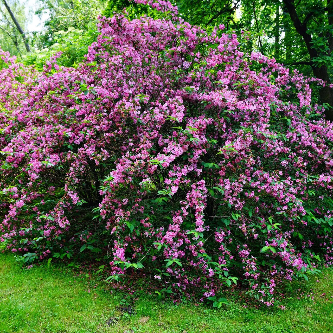 Vibrant Pink Weigela Shrub with lush pink blossoms and green foliage