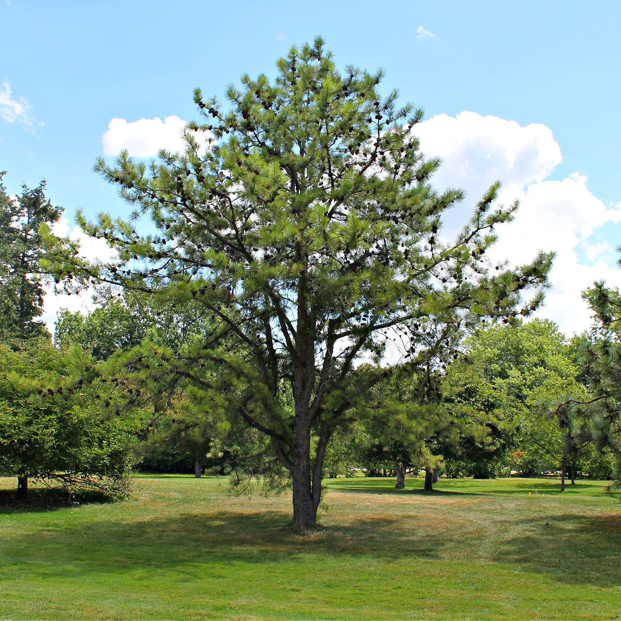 Pitch Pine Trees