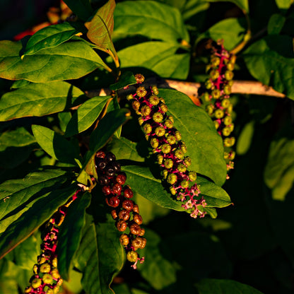 Pokeberry Plant