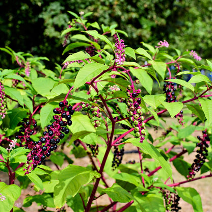 Pokeberry Plants