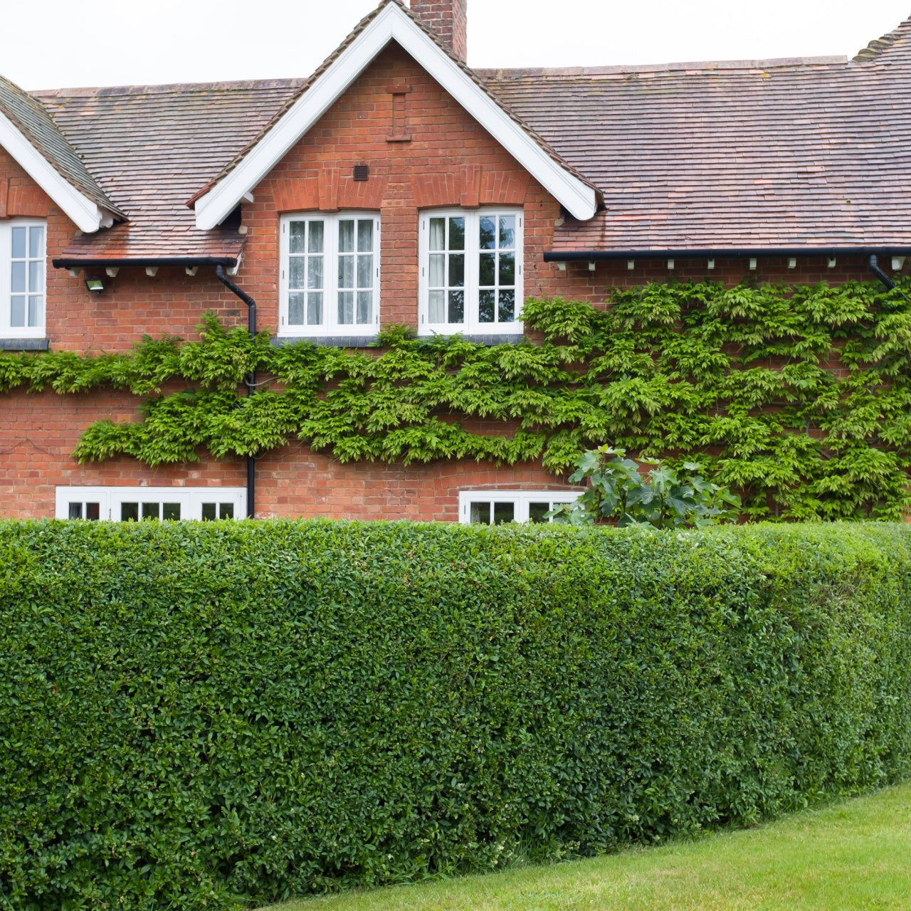 Privet Shrubs