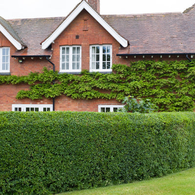 Privet Shrubs