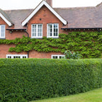Red brick Ibolium Privet house with white-trimmed windows, tiled roof and ivy