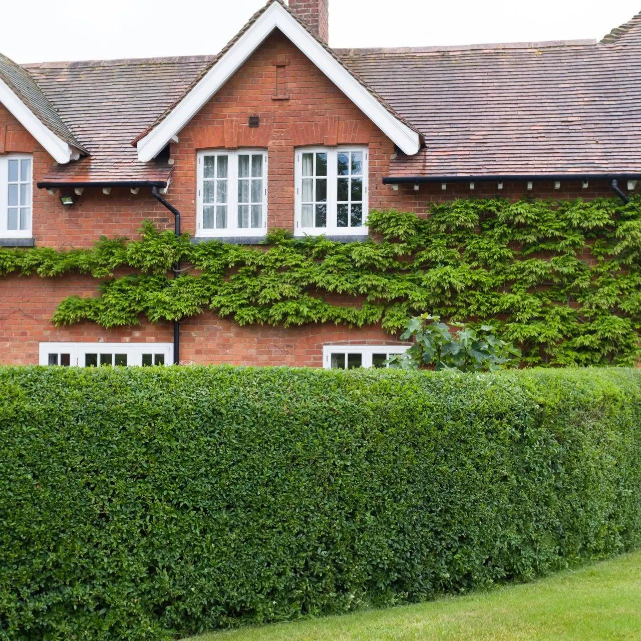 Red brick Ibolium Privet house with white-trimmed windows, tiled roof and ivy