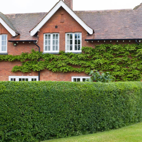 Red brick Ibolium Privet house with white-trimmed windows, tiled roof and ivy