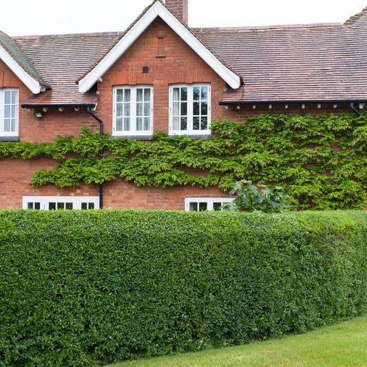 Red brick Ibolium Privet house with white-trimmed windows, tiled roof and ivy