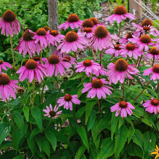 Vibrant purple coneflower cluster with pink petals, orange centers, green foliage