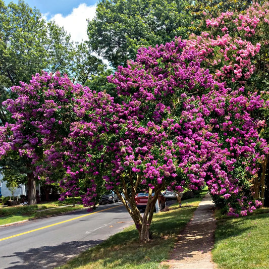 Vibrant purple crepe myrtle shrub tree with lush green foliage on suburban street