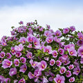 Purple hibiscus plant with vibrant purple flowers edged in pink