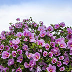 Purple hibiscus plant with vibrant purple flowers edged in pink