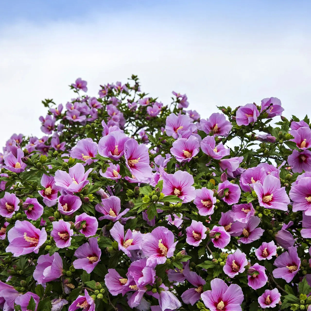 Purple hibiscus plant with vibrant purple flowers edged in pink