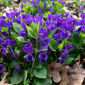 Vibrant Purple Violet Plant field with delicate petals and green leaves