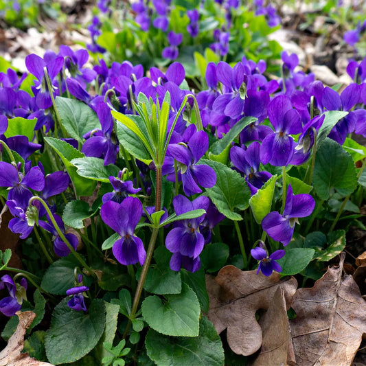 Vibrant Purple Violet Plant field with delicate petals and green leaves